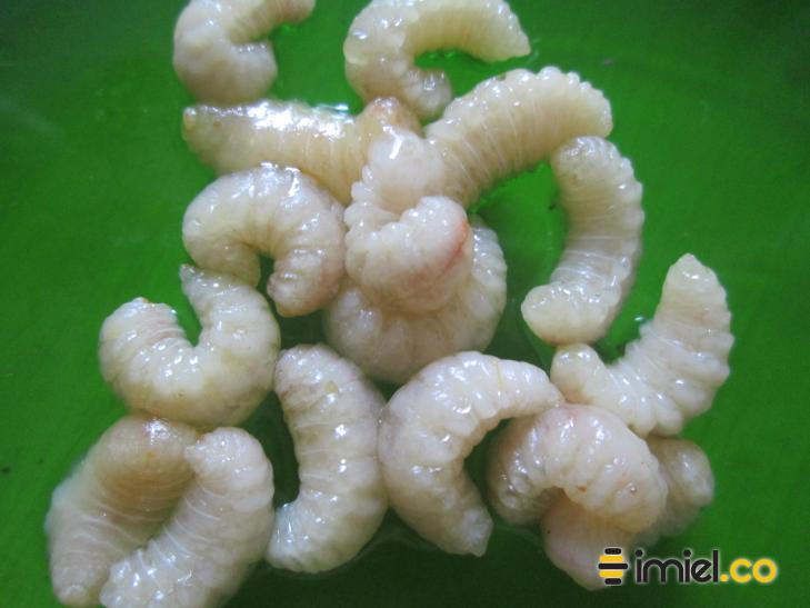 Larvas de zángano